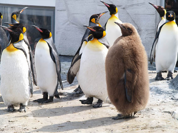 ペンギンを巡る旅 Storys Jp ストーリーズ